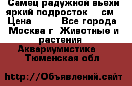 Самец радужной вьехи яркий подросток 15 см › Цена ­ 350 - Все города, Москва г. Животные и растения » Аквариумистика   . Тюменская обл.